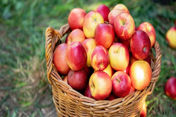 Zijn appels gezond? En hoe gezond zijn ze dan precies? Dat lees je in dit artikel.